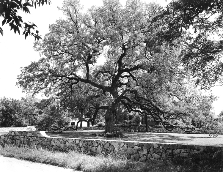 live oak tree located in Baylor Park between 5th and 6th Streets