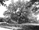 live oak tree located in Baylor Park between 5th and 6th Streets