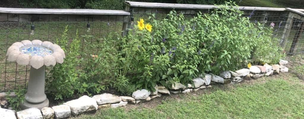 garden picture