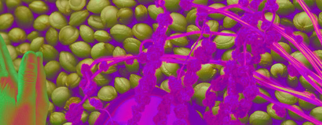 green colored praying hands, purple colored amaranth plant and seeds
