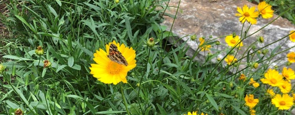 butterfly on bed of yellow flowers